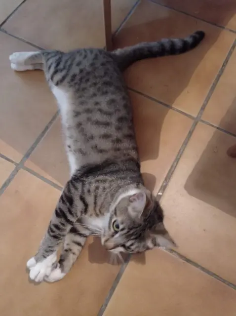 chat reunited   31470 Fonsorbes Tintin