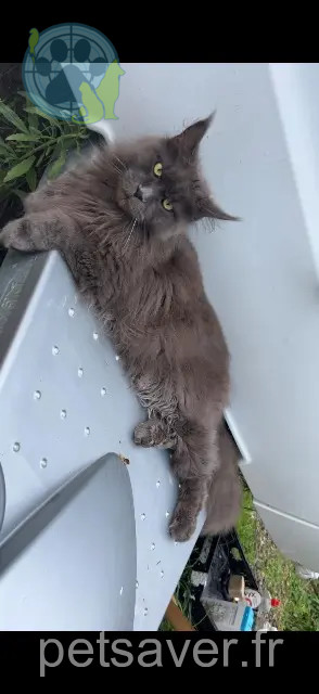 kater reunited   31550 Gaillac-Toulza Tokyo