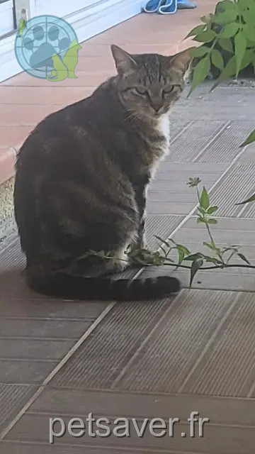 chat reunited 31130 Quint-Fonsegrives Tornade