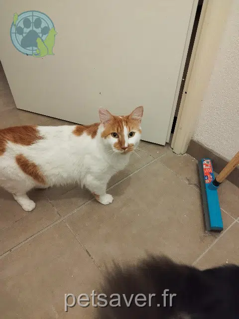 chat reunited   31600 Muret Tortilla