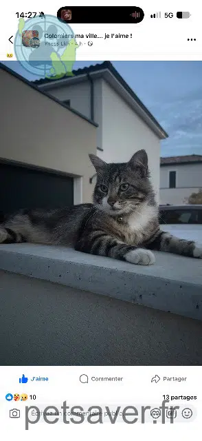 chat reunited 31770 Colomiers Toto