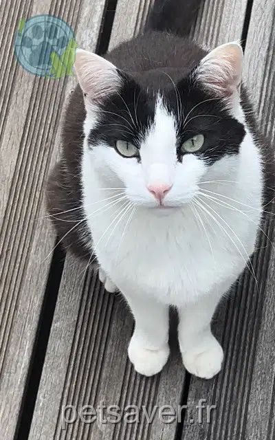 chat reunited Toulouse Apollo