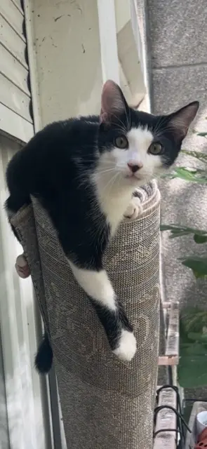 chat reunited    Toulouse Asics