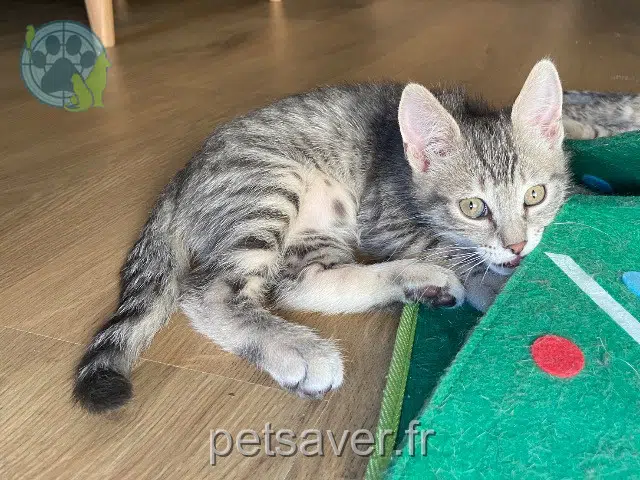 chat reunited    Toulouse Balthazar