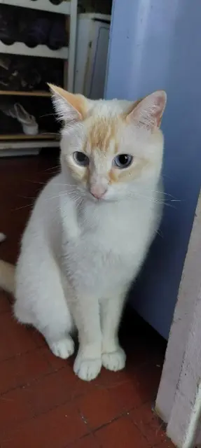 chat reunited    Toulouse BLANCO