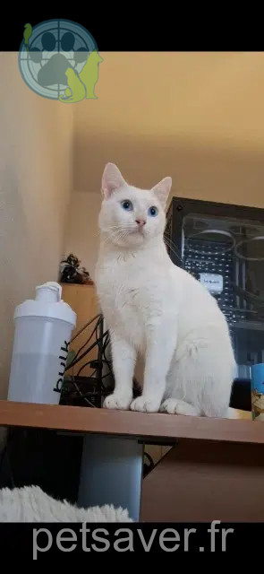 chat reunited    Toulouse Blanco