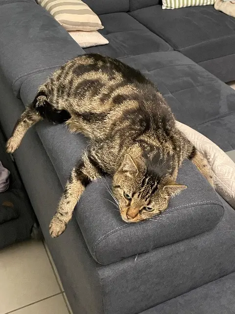 chat reunited    Toulouse Bouille