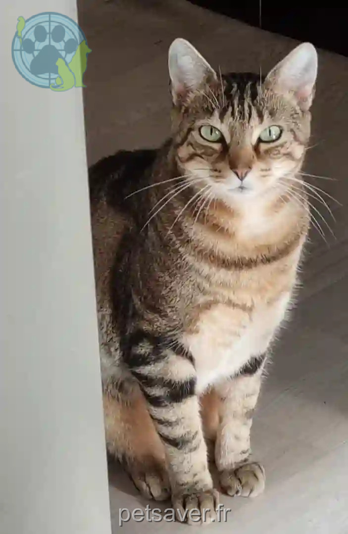 Chat Trouvé 31 Haute-Garonne Toulouse - Caramel Chat Trouvé 31 Haute-Garonne Toulouse - Caramel