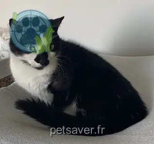 chat reunited    Toulouse Chaussette
