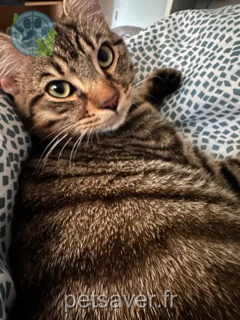 chat reunited    Toulouse Coco