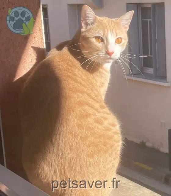 chat reunited Toulouse Crème