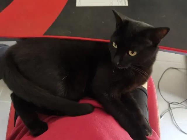 chat reunited    Toulouse Giri