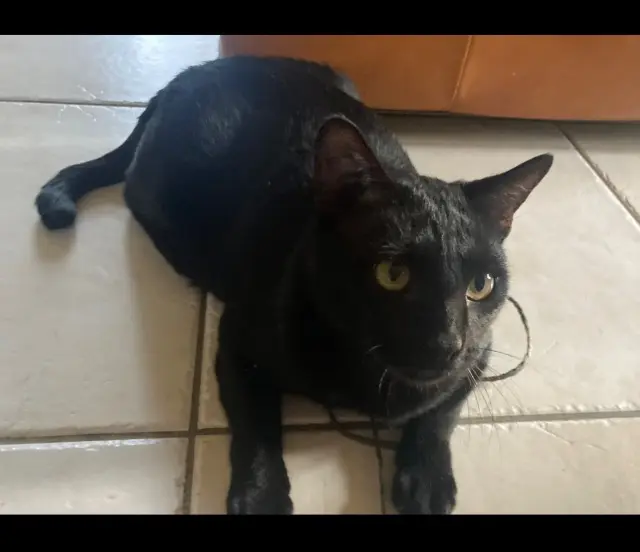 chat reunited    Toulouse Hercule