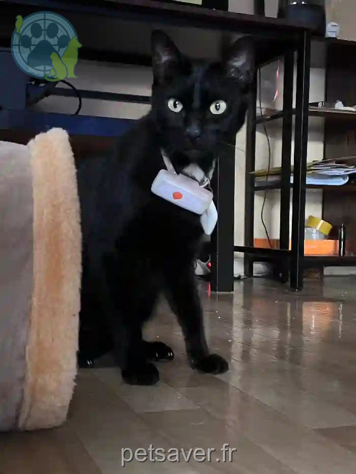 Chat Perdu 31 Haute-Garonne Toulouse - Jackson Chat Perdu 31 Haute-Garonne Toulouse - Jackson