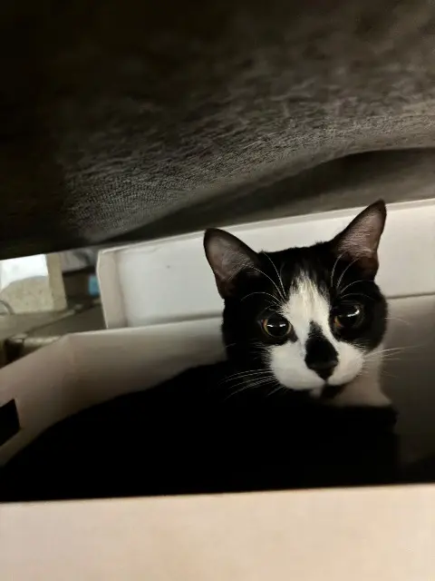 chat reunited    Toulouse Katouss