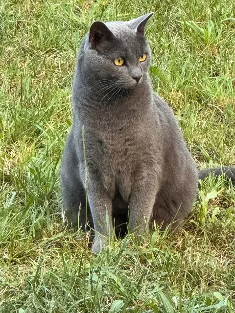 chat reunited    Toulouse Leo