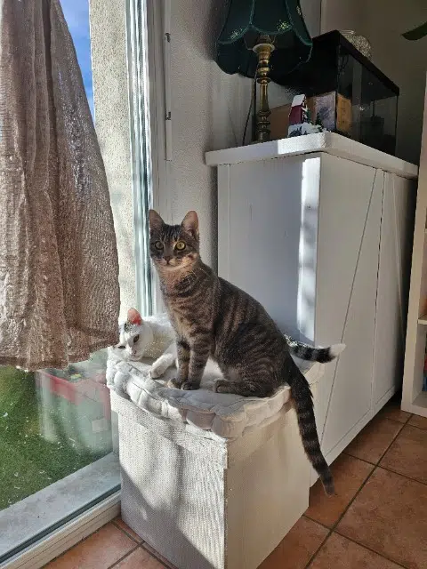 chat reunited    Toulouse Lilo