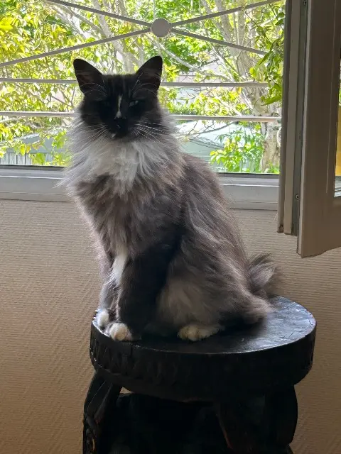 chat reunited    Toulouse Look