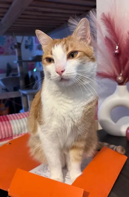 chat reunited    Toulouse Mango