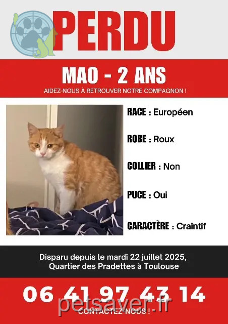 gatto reunited Toulouse Mao