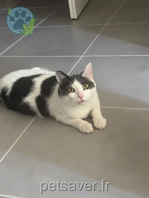 chat reunited Toulouse Maurice