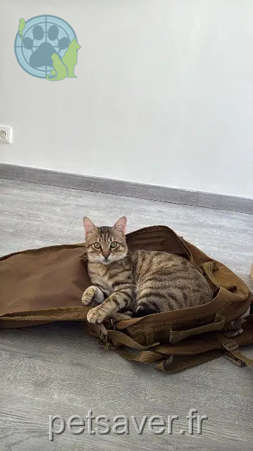 chat reunited    Toulouse Max