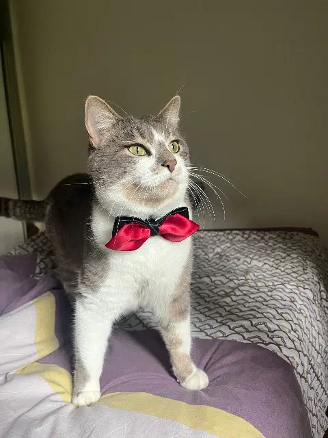 chat reunited    Toulouse Meeko