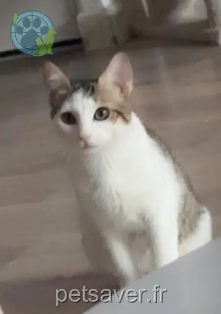 chat reunited Toulouse Michou