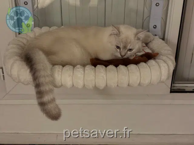 chat reunited Toulouse Miete