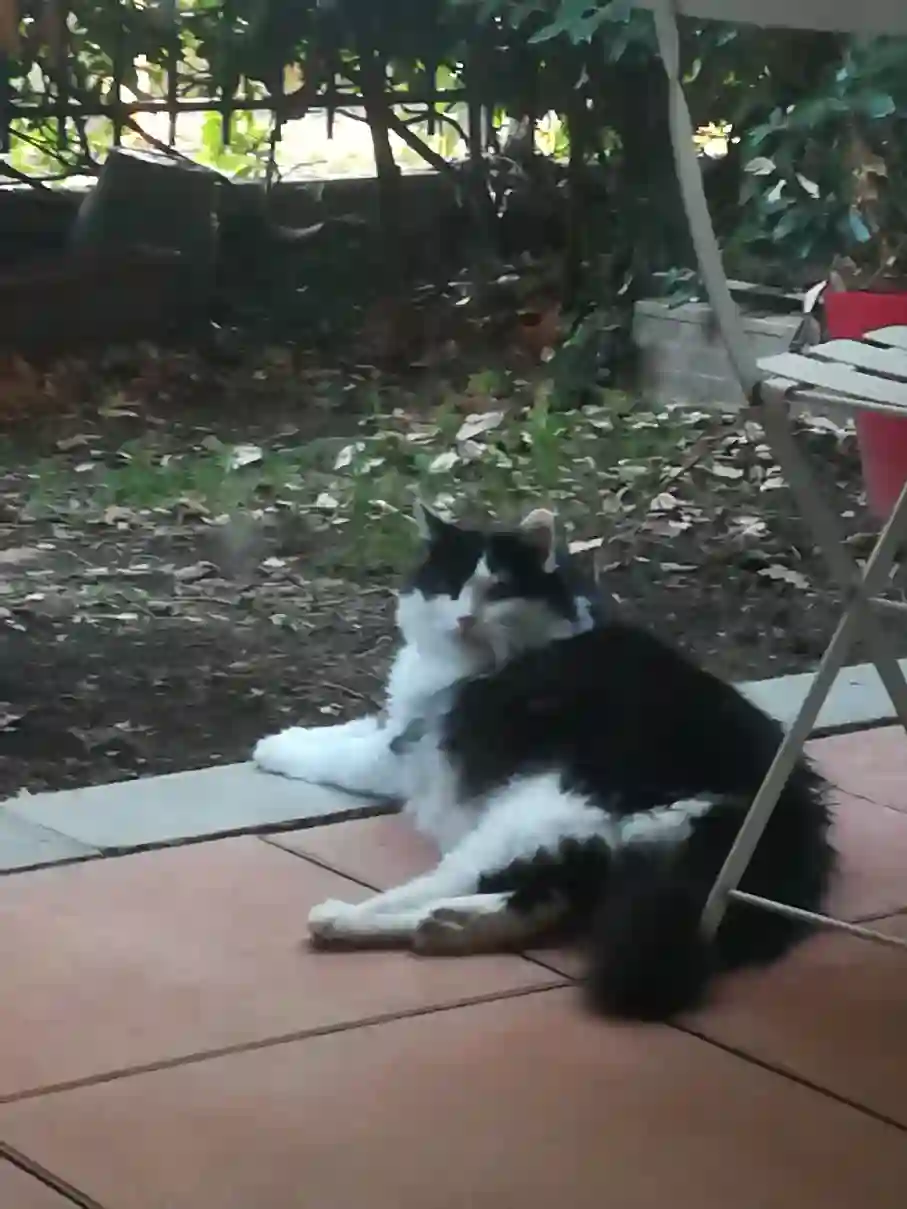 Chat Trouvé 31 Haute-Garonne Toulouse - Mika Chat Trouvé 31 Haute-Garonne Toulouse - Mika