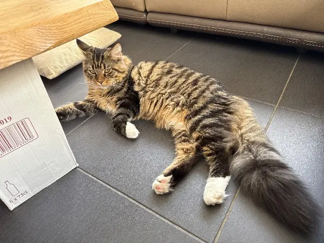 chat reunited    Toulouse Milo