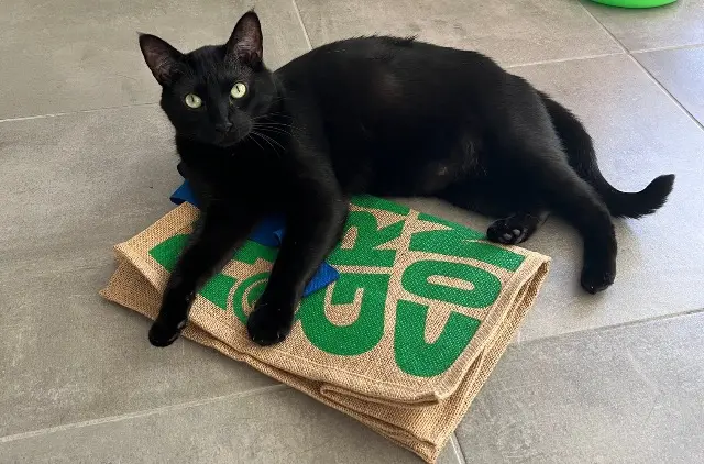 chat reunited    Toulouse Milo