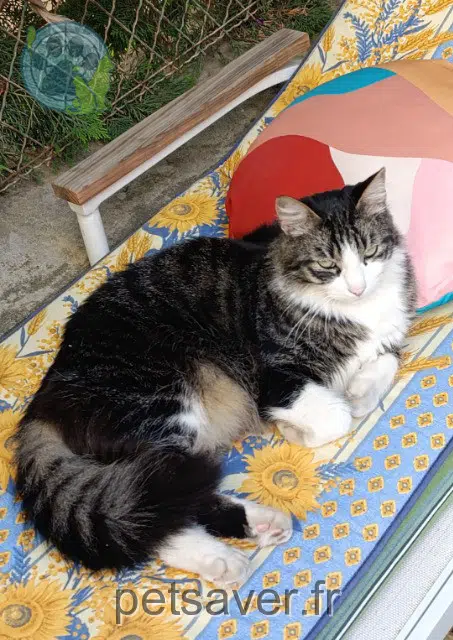 chat reunited Toulouse Miro