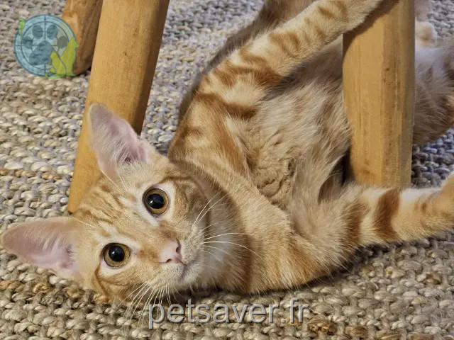 chat reunited Toulouse Natsu