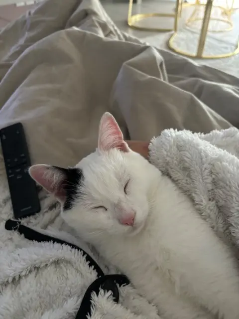 chat reunited    Toulouse Oggy