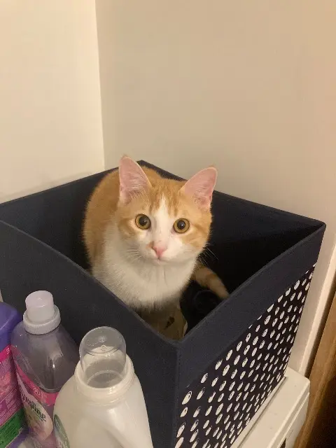 chat reunited    Toulouse Olive