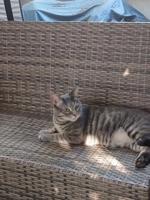 chat reunited    Toulouse Pachat