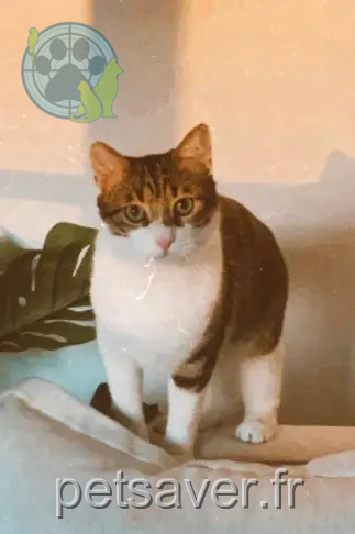 chat reunited Toulouse Paki