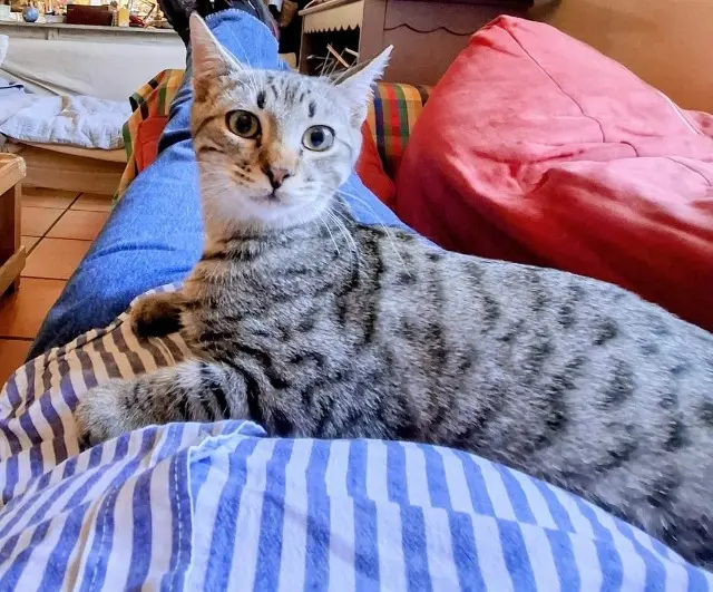 chat reunited    Toulouse Patchi