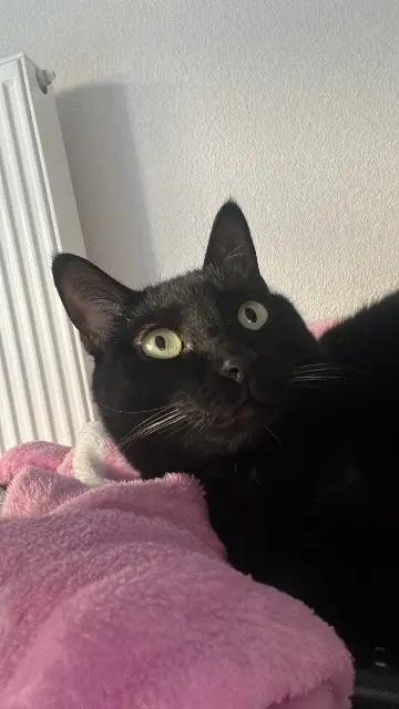 chat reunited    Toulouse Pepito