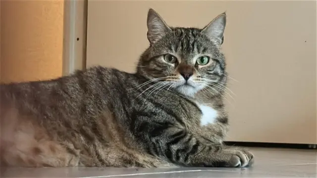 chat reunited    Toulouse Pitou