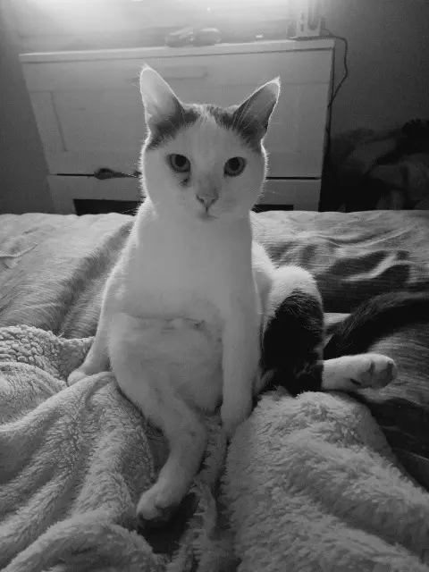 chat reunited    Toulouse Pix