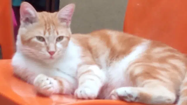 chat reunited    Toulouse Rousseau