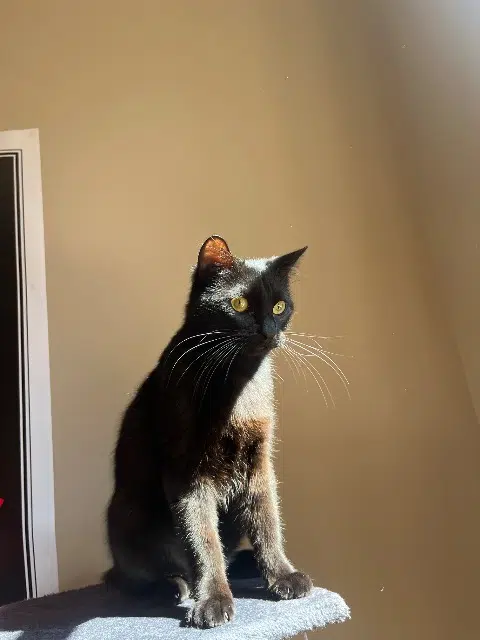 chat reunited    Toulouse Sangria