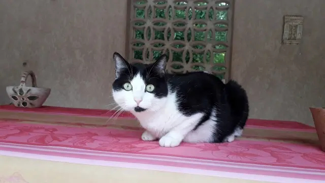 chat reunited    Toulouse Simba