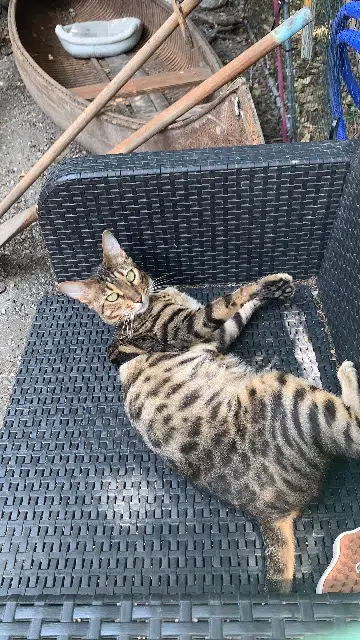 chat reunited    Toulouse Simba