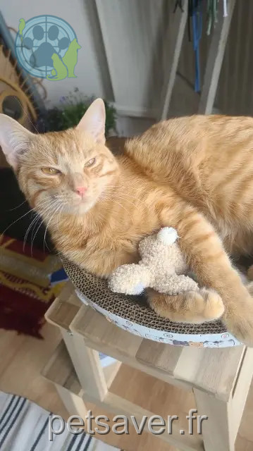 chat reunited    Toulouse Tao