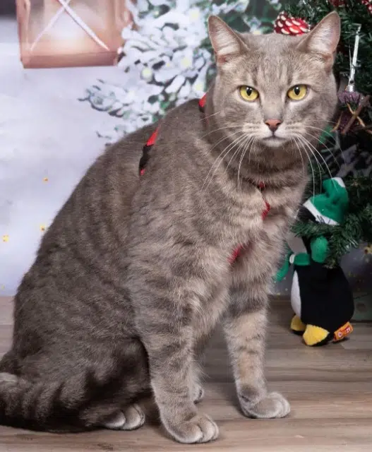 chat reunited    Toulouse Tchip