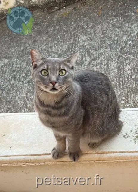 chat reunited Toulouse Thomas