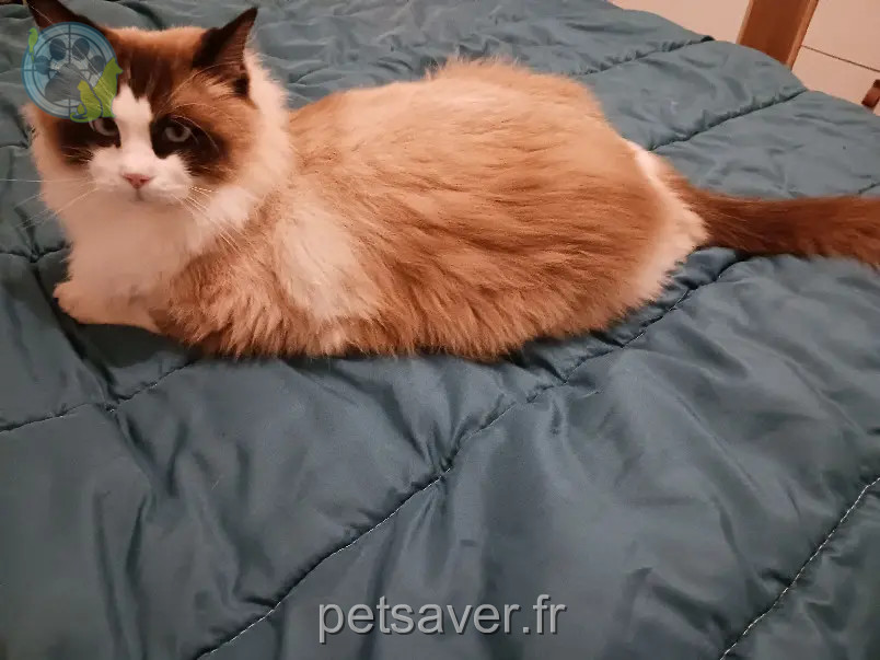 gato reunido Avenue du Docteur Maurice Grynfogel 31100 Toulouse Tigris gato reunited Avenue du Docteur Maurice Grynfogel 31100 Toulouse Tigris